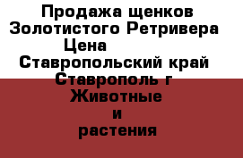  Продажа щенков Золотистого Ретривера › Цена ­ 25 000 - Ставропольский край, Ставрополь г. Животные и растения » Собаки   